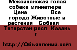 Мексиканская голая собака миниатюра › Цена ­ 53 000 - Все города Животные и растения » Собаки   . Татарстан респ.,Казань г.